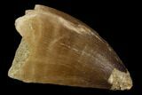 Mosasaur (Prognathodon) Tooth - Morocco #118895-1